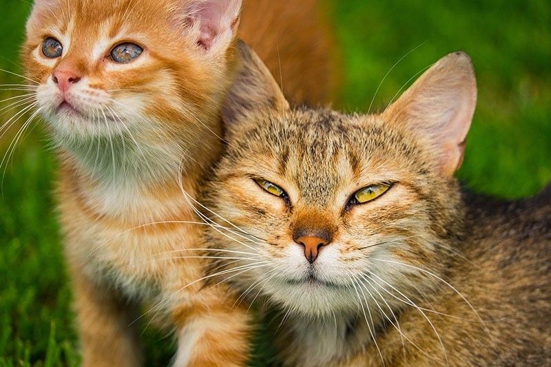 US approves new antibody treatment -- for arthritic cats
