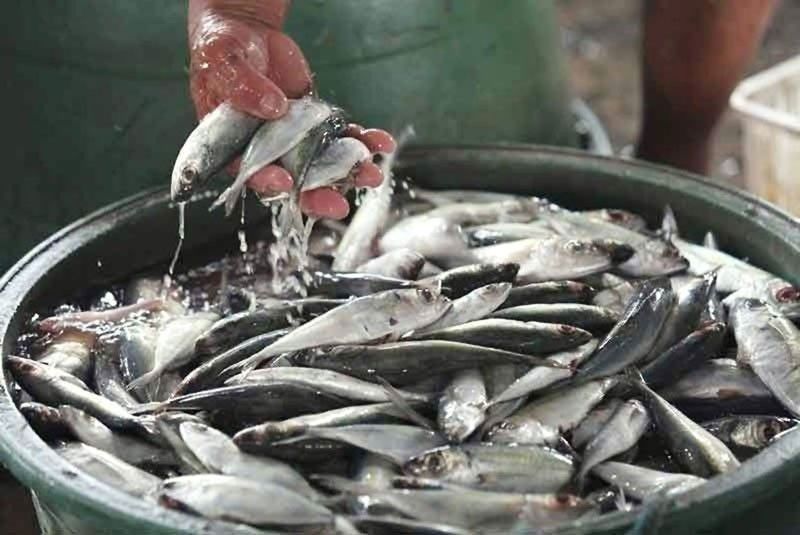 Nelayan melawan impor ikan |  Philstar.com