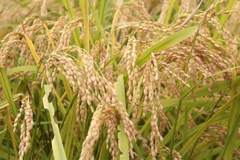 Palay production in Q4 2021 projected at 7.46 million MT