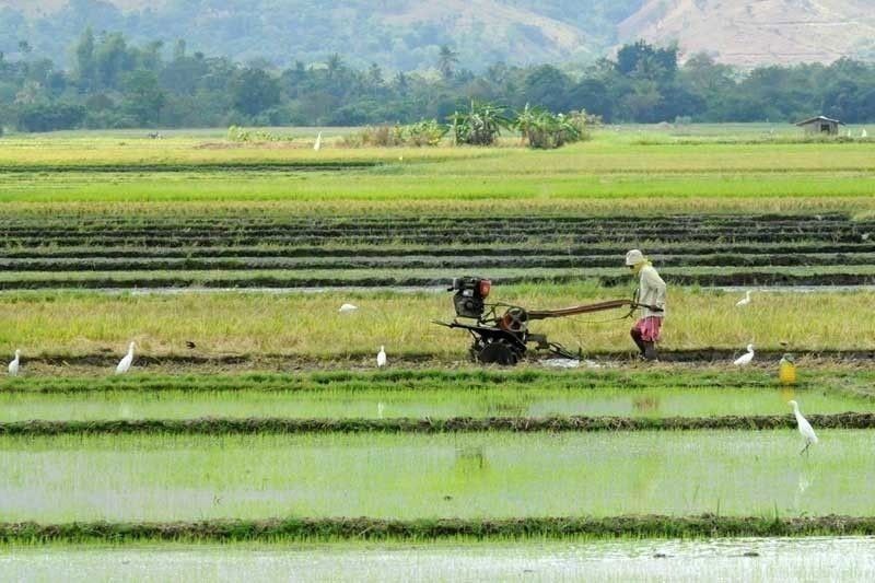 Agriculture sector dips 1.7% in 2021