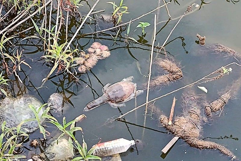 Dozens of turtles die in suspected poisoning in India