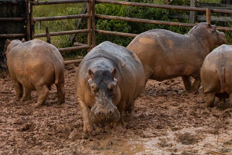 Film imagines inner life of Pablo Escobar's prized hippo