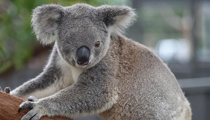 Australia warns koalas 'endangered' as numbers plunge