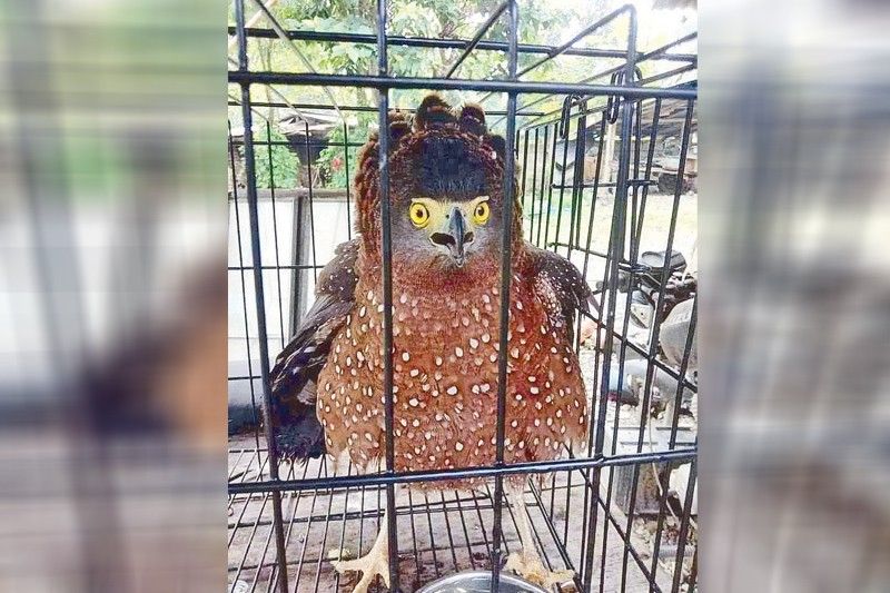 Rescued eagle released in Aurora