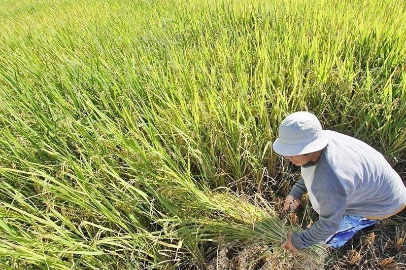 DA continues rice farmersâ�� cash assistance distribution