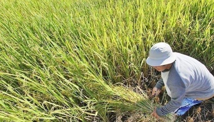 DA continues rice farmers&rsquo; cash assistance distribution