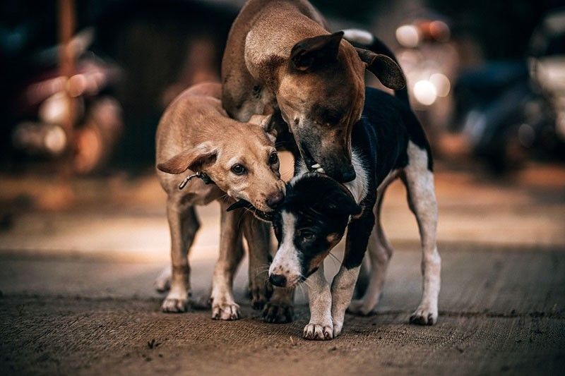 Quezon City training stray dogs as service animals