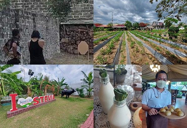 Taste of âAng Probinsyanoâ: Philippinesâ first Stevia farm reimagines Bulacan heritage cuisineÂ 