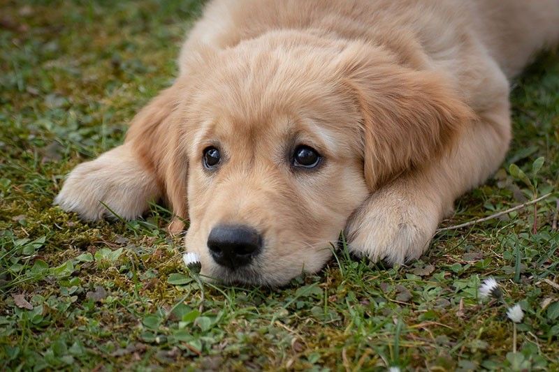 Pet insurance launched for man's best friend