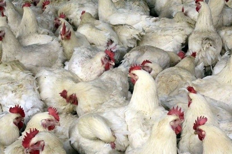 DA bans poultry from Italy, Canadian province