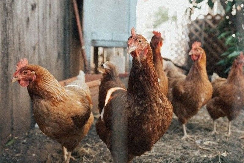 Bird flu: Cebu bans poultry from Luzon