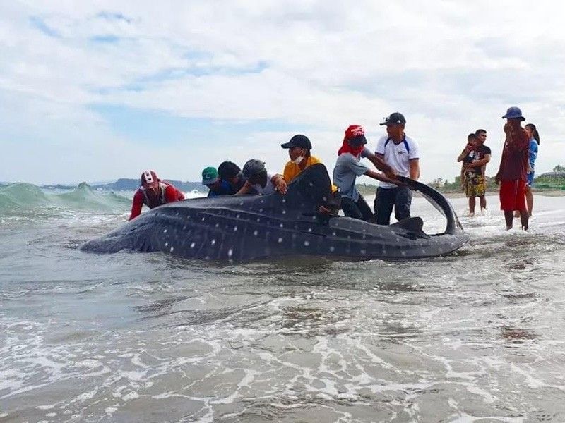 Nelayan La Union, pencinta lingkungan bebas hiu paus