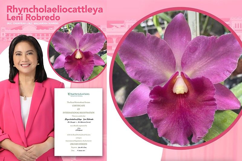 Doktor ipinangalan pink orchid 'hybrid' kay Leni Robredo