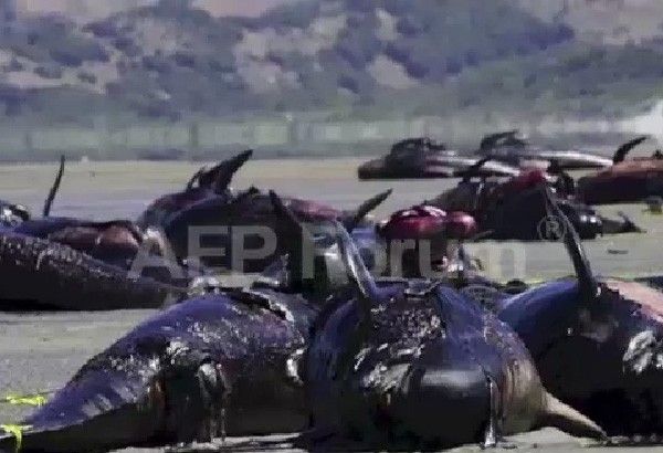 Dozens of whales die in New Zealand mass stranding