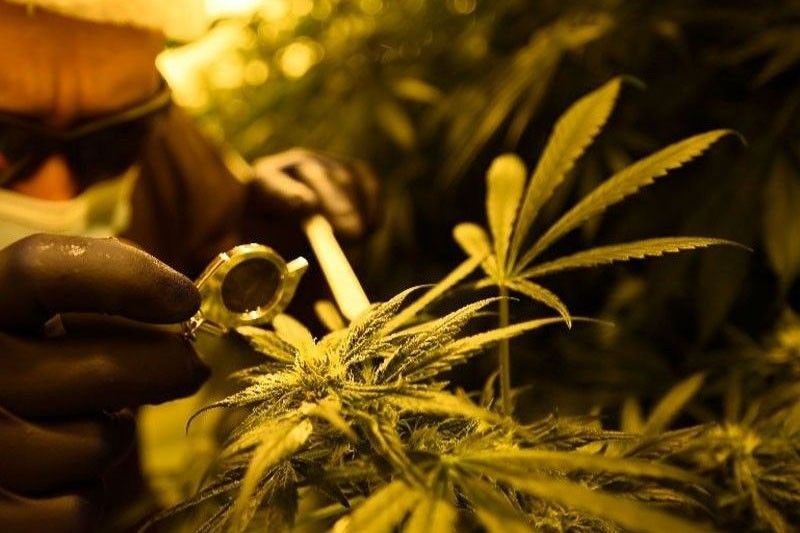 German govt okays plan to legalize recreational cannabis