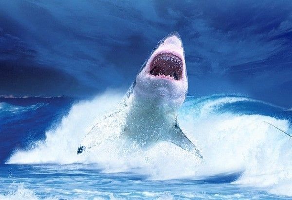 Italian tourist killed by shark off Colombian island