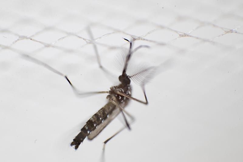 DOH: Rise in dengue cases seen in 4 regions