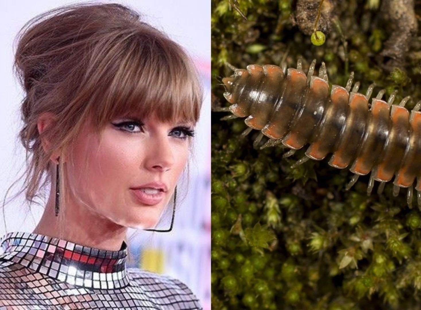 Scientist names new millipede species after Taylor Swift
