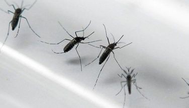 City Health Office chief, Dr. Jeffrey Ibones, said they recorded 422 dengue cases from January to May 2022, much higher than the 36 cases recorded in the same number in 2021.&Acirc;&nbsp; At least 13 died from the disease in this time period this year.