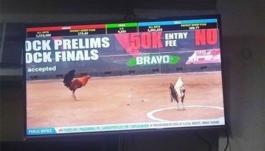 Television showing feeds of cockfight events.