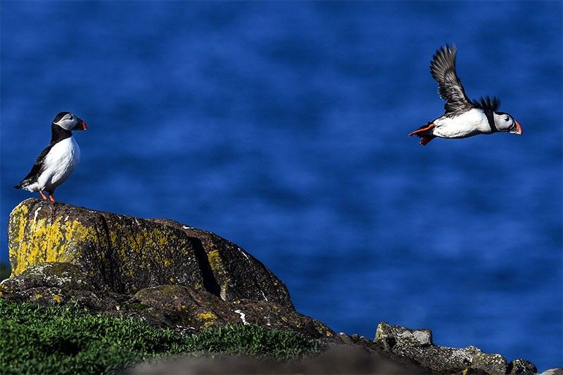 Decline in North Sea puffins causes concern