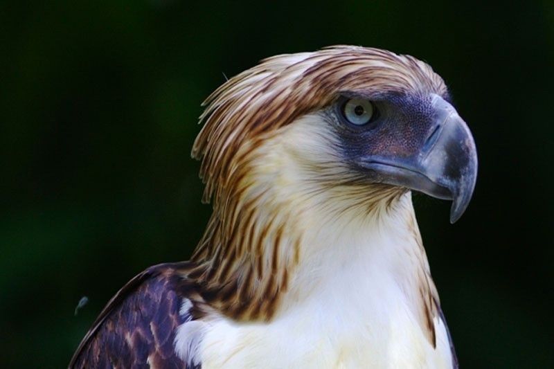 DENR confirms sightings of â��missingâ�� Philippine Eagle