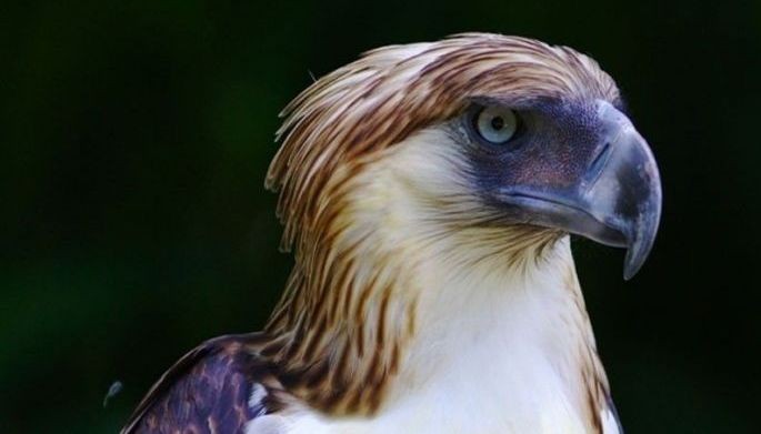 Campaign to raise P100M to save Philippine endangered species from extinction