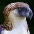Campaign to raise P100M to save Philippine endangered species from extinction