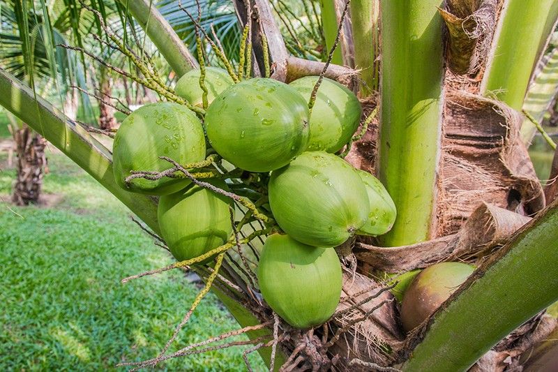 Duterte OKs creation of dev't plan for coconut farmers, industry ...