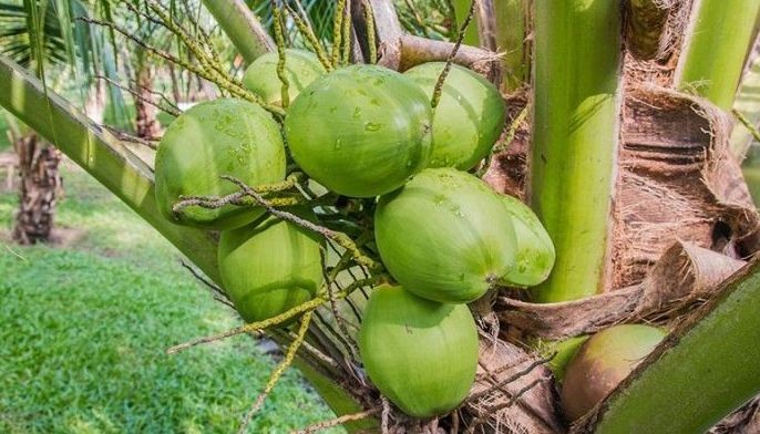 Duterte OKs creation of dev't plan for coconut farmers, industry