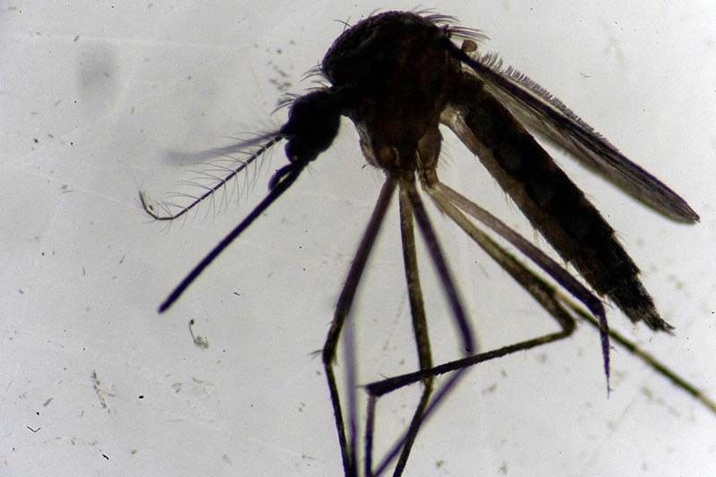 Groups alarmed over rise in dengue cases in Odette-hit areas