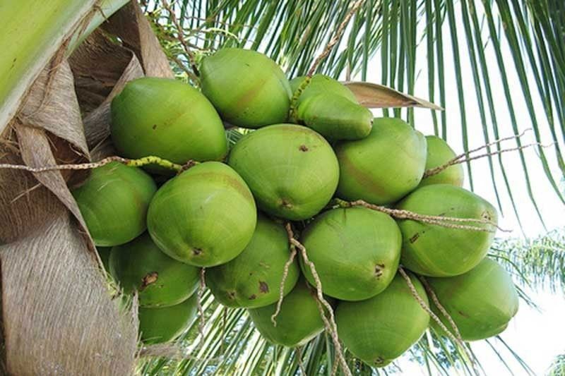 Coconut industry EO to benefit 3.5 million farmers