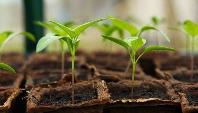 Healthcare store expands carbon compensation, reforestation efforts