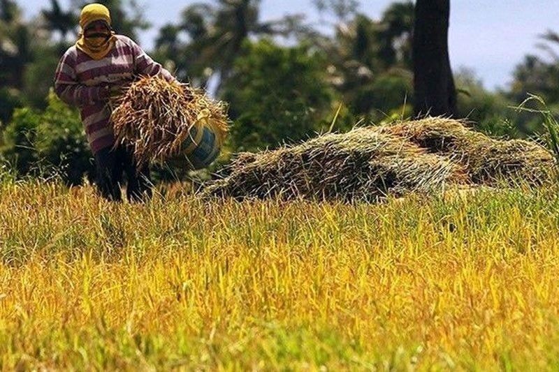 P37 milyong napinsala sa agrikultura dahil sa baha - DA