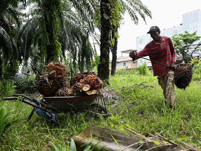Bitter harvest: Malaysian palm oil farmers face labor crunch