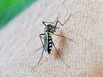 Fight rising dengue cases! Natural insect repellents you can prepare at home