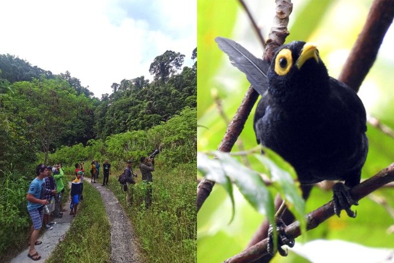 Birdwatching takes flight as eco-tourism gains popularity in Philippines