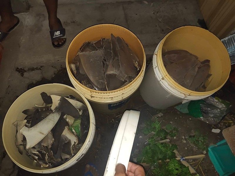 P700K worth shark fins seized from General Santos trader