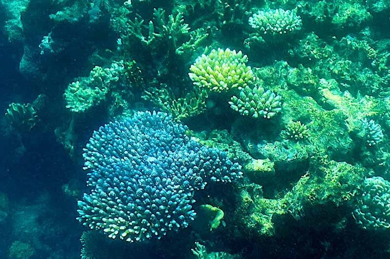 Great Barrier Reef sees fragile coral comeback