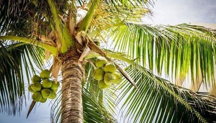 Coconut processors push VCO in fight vs COVID-19