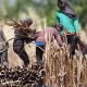 Importing more sugar will sabotage local industry, agricultural workers say