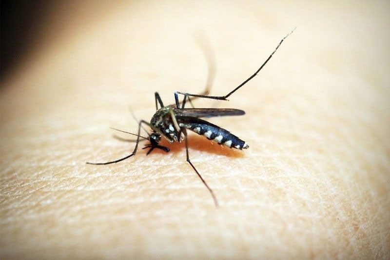 Dengue cases increase by 131% from last year