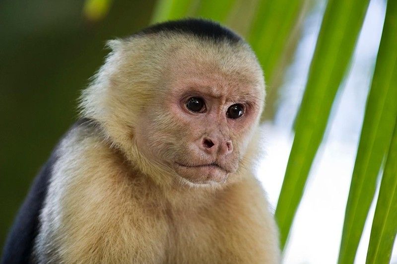 A primate suspect: Monkey dials 911 in US