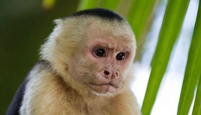 A primate suspect: Monkey dials 911 in US