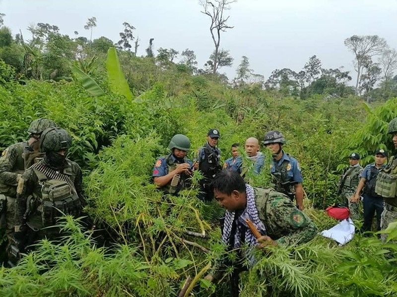 Cops destroy 2-hectare Lanao del Sur marijuana farm