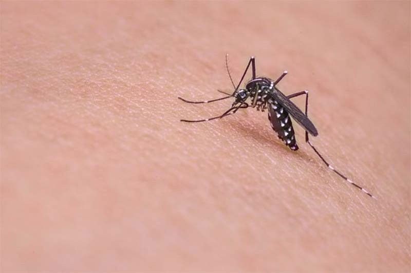 Philippine dengue cases increase by 153%