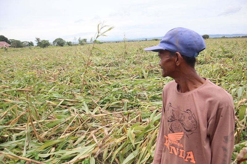 Florita agriculture damage soars to P1.13 billion