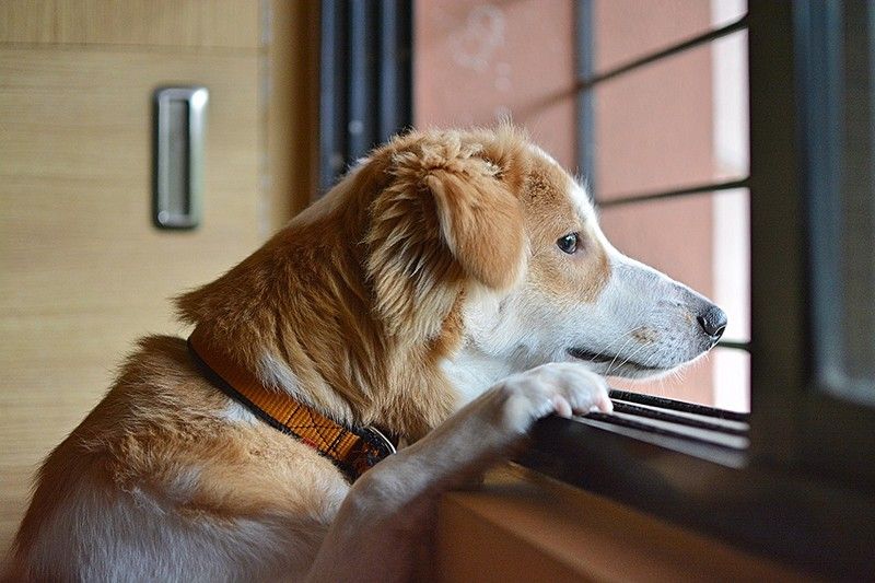 You're crying! Study shows dogs get teary-eyed when they reunite with owners