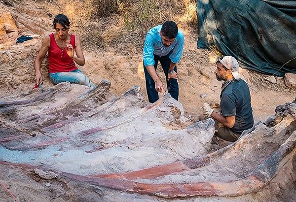 Dinosaur skeleton, believed to be biggest in Europe, unearthed in Portugal