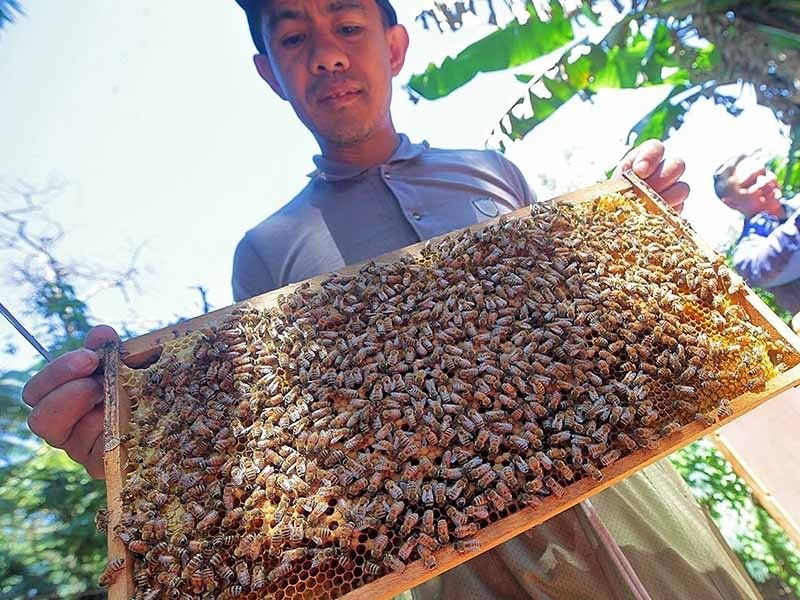 Council wants only pure honey sold in Baguio City